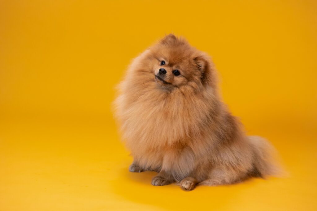 Pomeranian discount picky eater